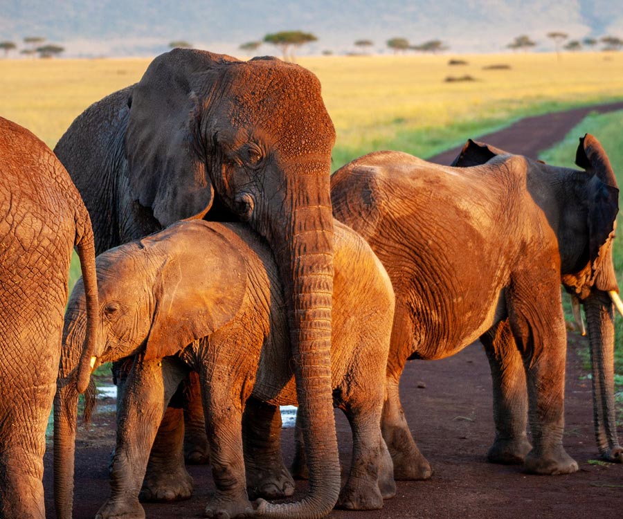 cause3-1 elephant
