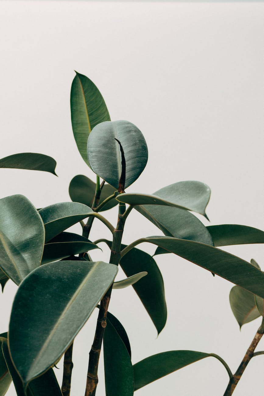 green leafed indoor plant