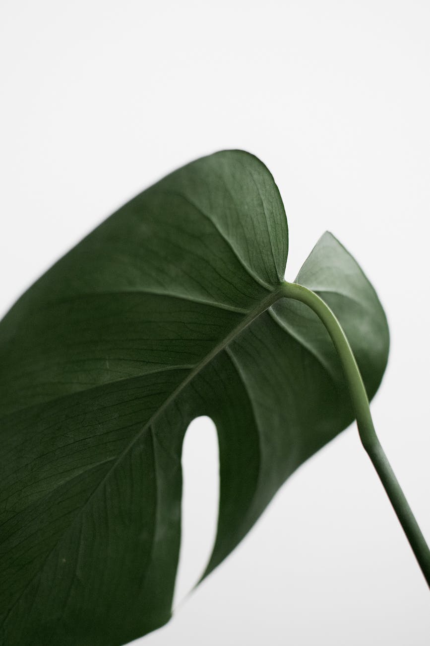 green leaf