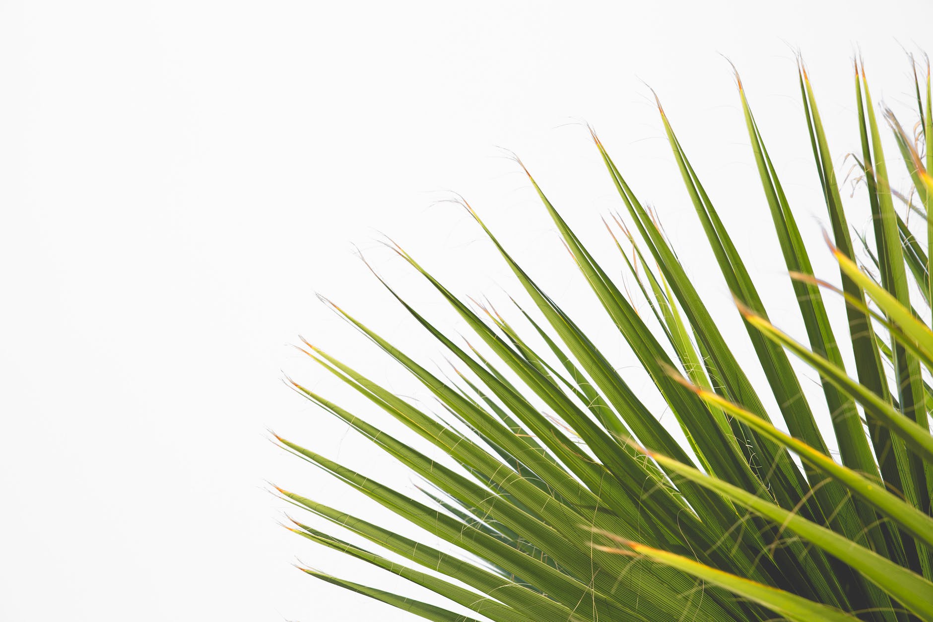 green plant