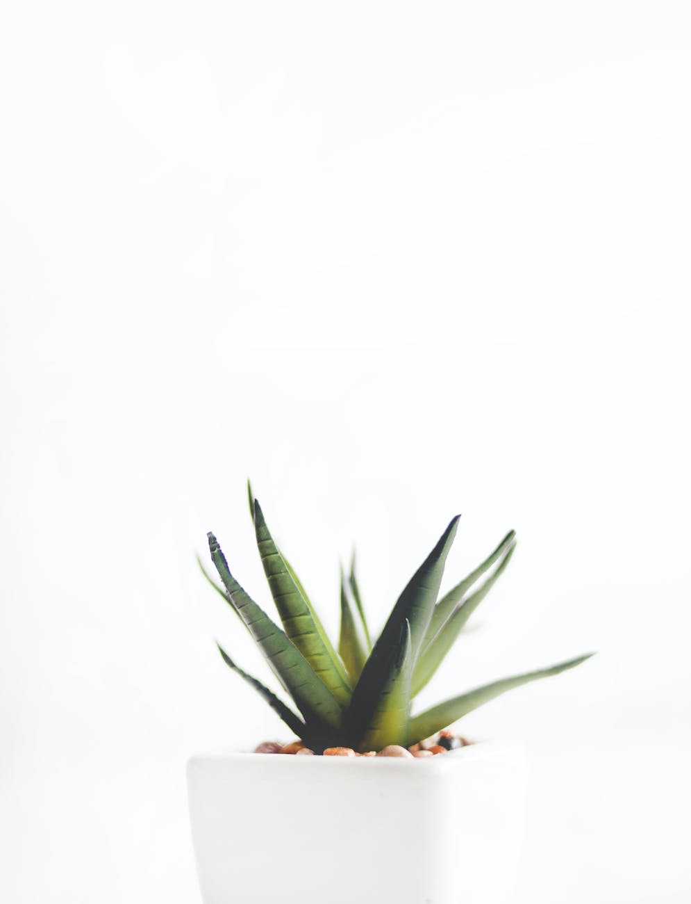 aloe vera plant on white pot