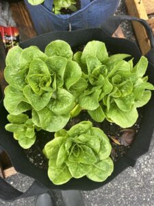 57A3327B-330D-48F0-8CC8-D4750A215D98_1_105_c