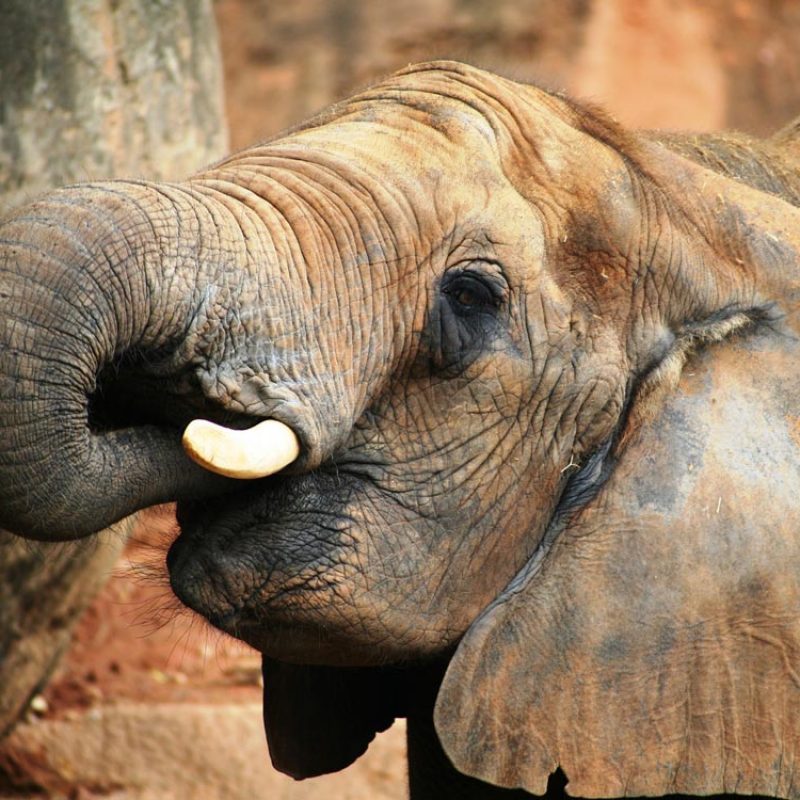 cause7 elephant